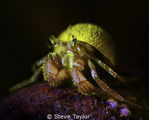 Fluorescent hermit crab by Steve Taylor 